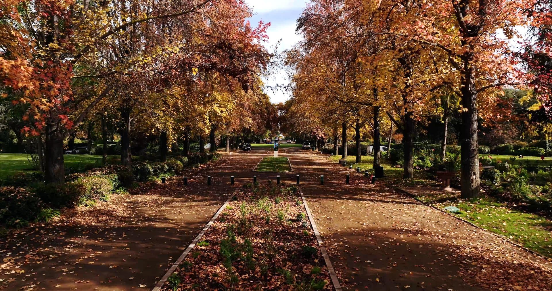 Alameda de árboles en otoño con luz filtrada